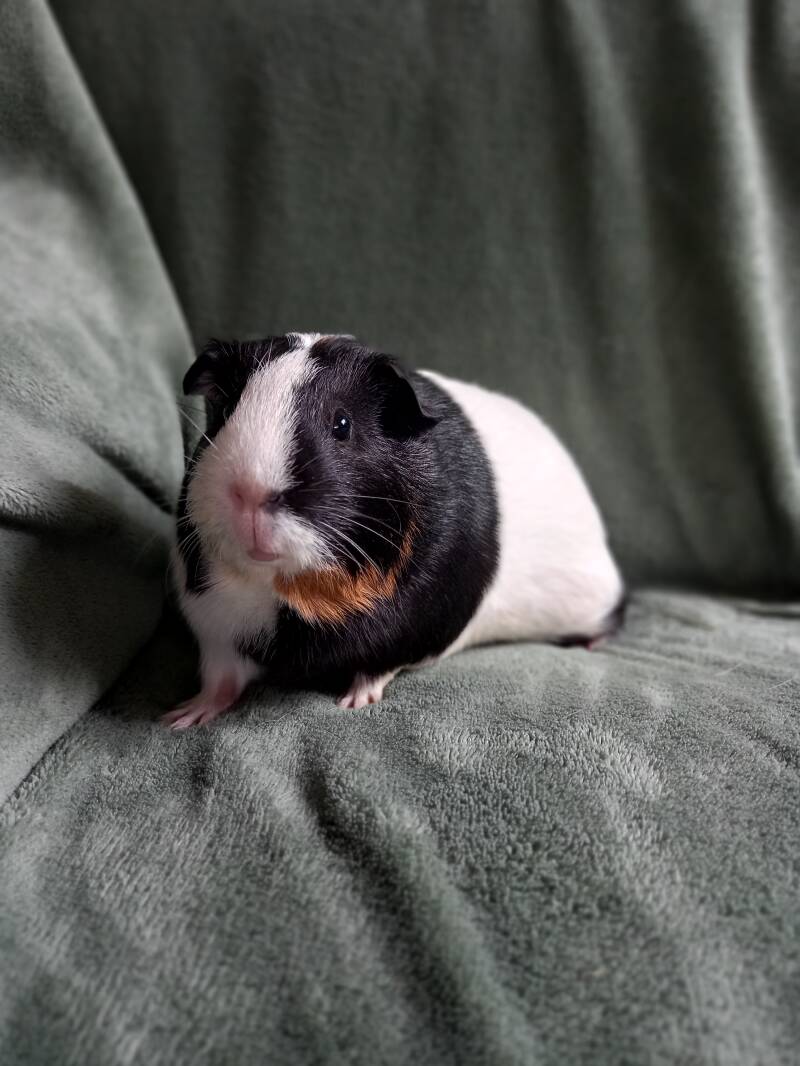 l Jinx l geboren 21 oktober 2026