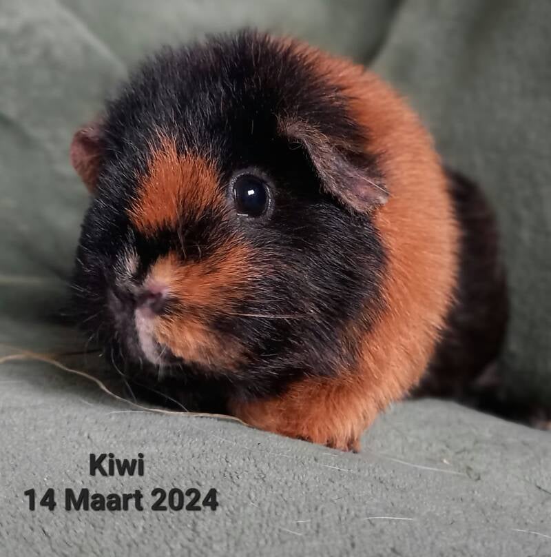 kiwi-standard-jk3wep.jpg