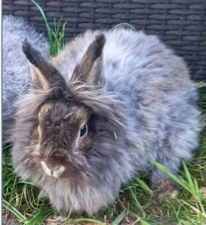 l Marley l Geboren 20 augustus 2021 . Marley kan buiten verblijven onder een volledig overdekte ruimte . Hij heeft op regelmatige basis een kam en trimbeurt nodig die hij heel goed toelaat.