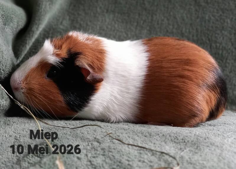 miep-standard.jpg