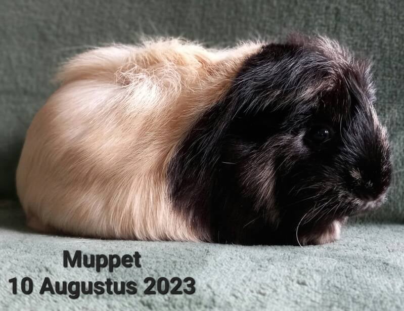 mupper-standard.jpg
