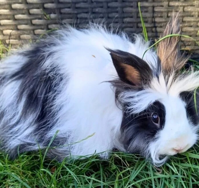 l Nino l geboren april 2022