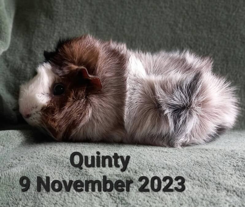 quinty-standard.jpg