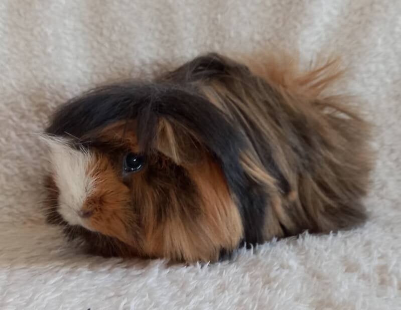 Naam : Rebel Geboren :14 december 2020