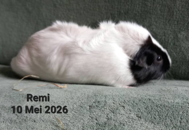 remi-standard.jpg