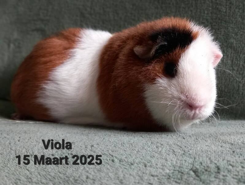 viola-standard.jpg