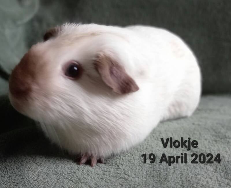 vlokje-standard.jpg