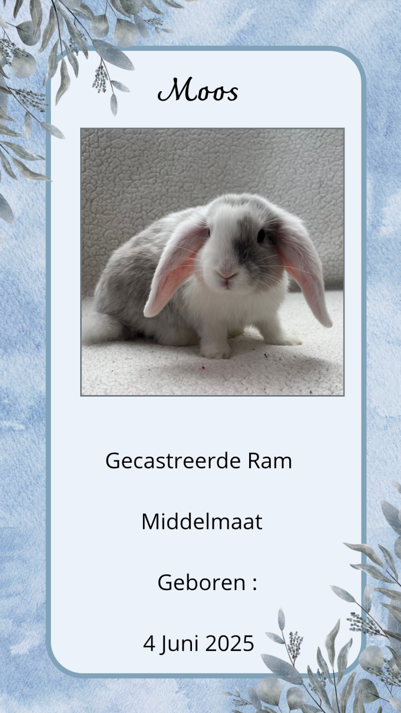 wit-blauw-eenvoudig-minimalistisch-achtergrond-jouw-verhaal-_20251010_161739_0000-standard.png
