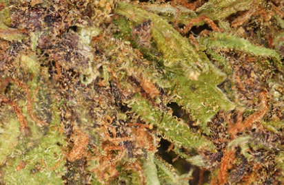 Sour Diesel CBD