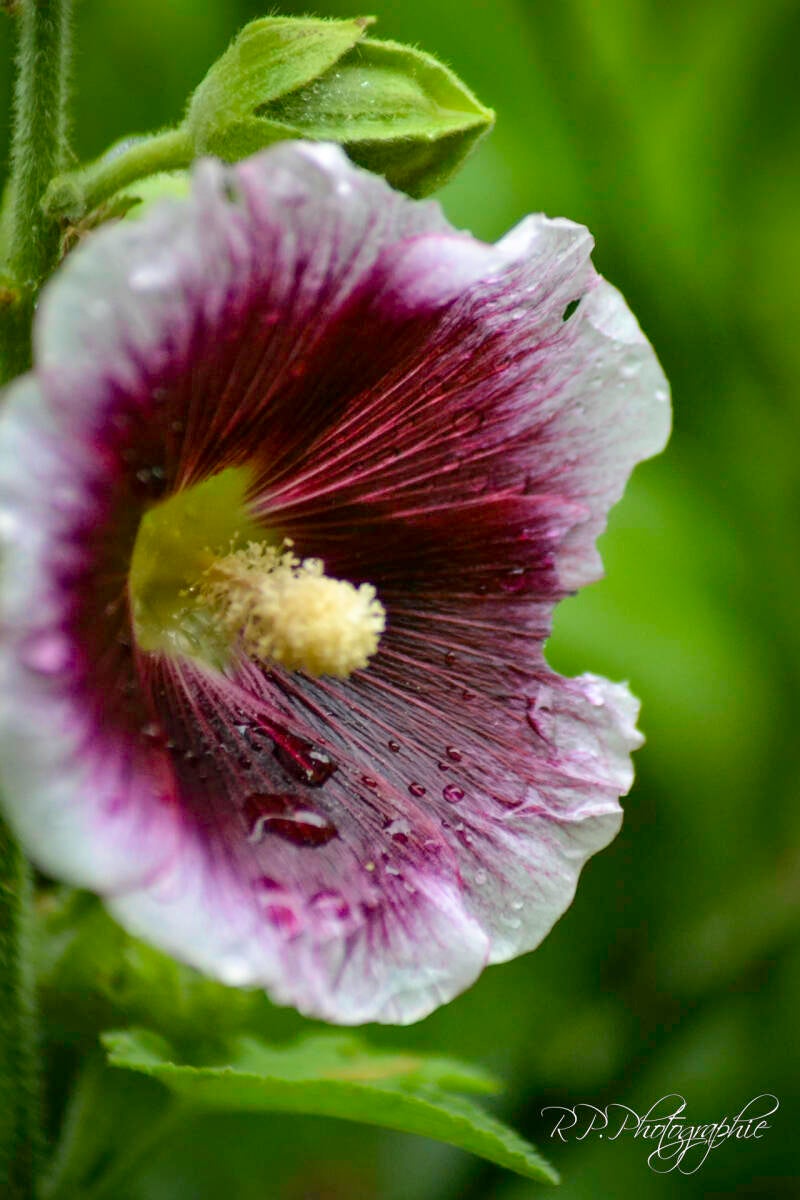 alcea rosea