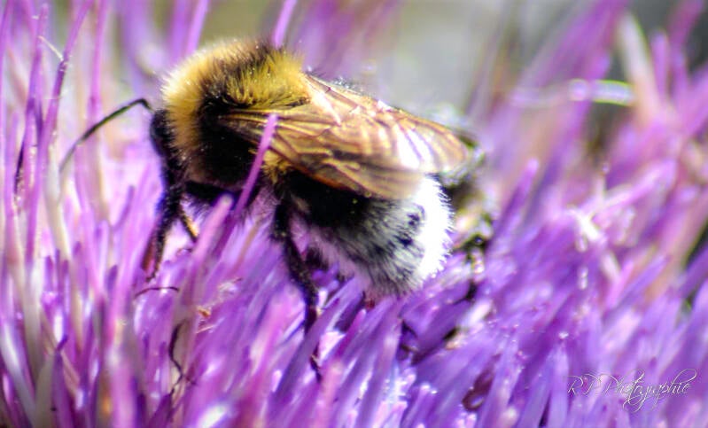bumblebee sdream