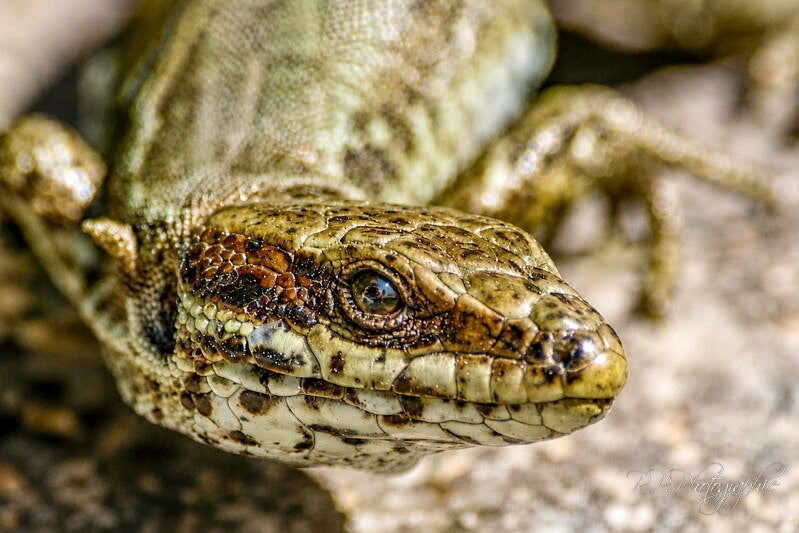 face to face