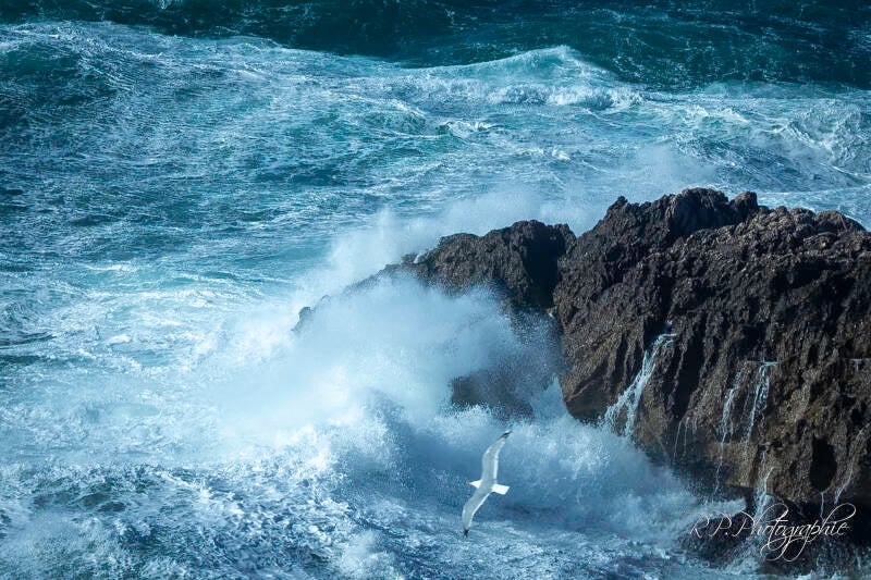flight of the seagull