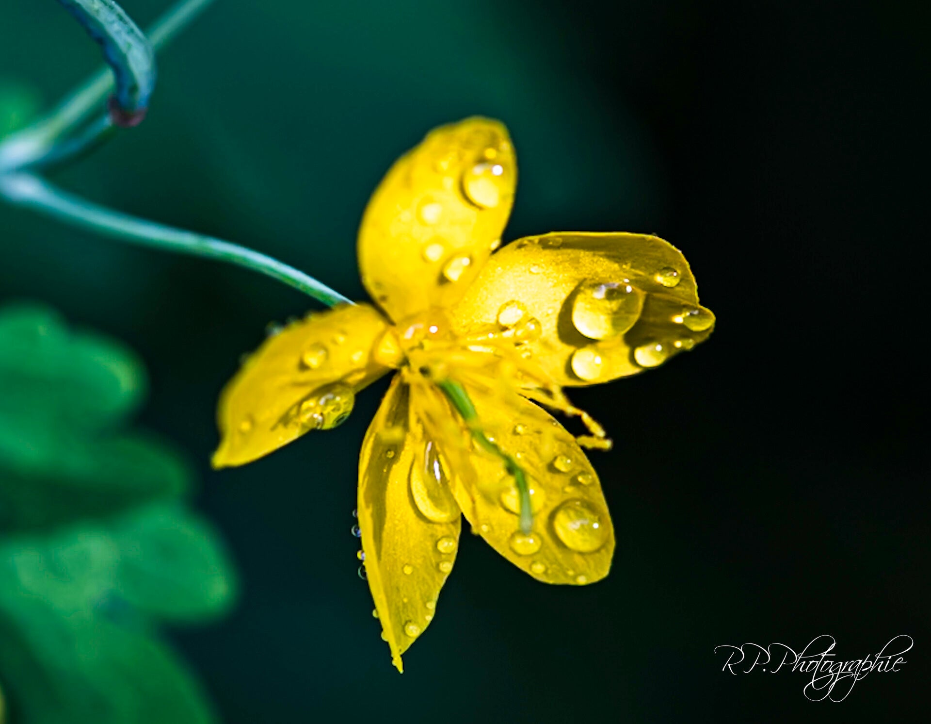 Galerie Nature