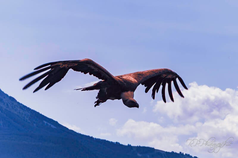 golden eagle