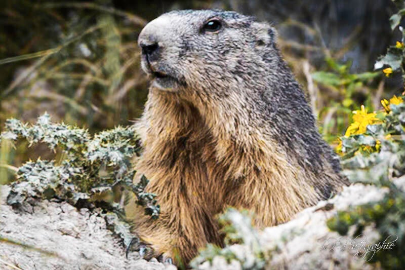 marmotte 01