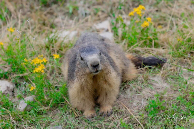 marmotte 02