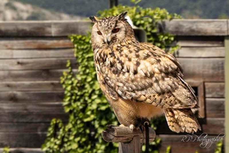 owl