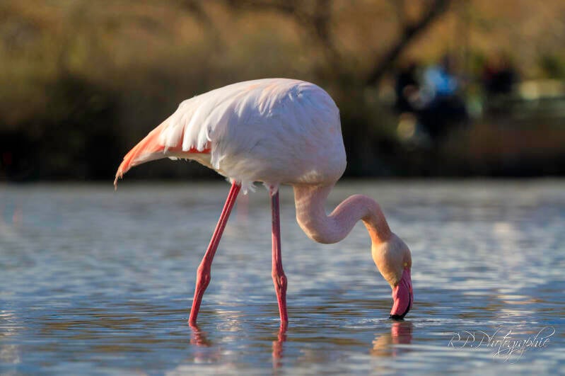 pink flamingo
