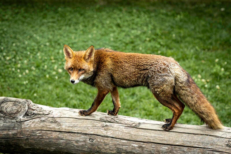 red fox