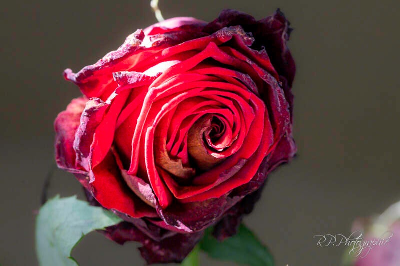 red rose
