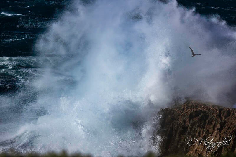 seagull in the storm