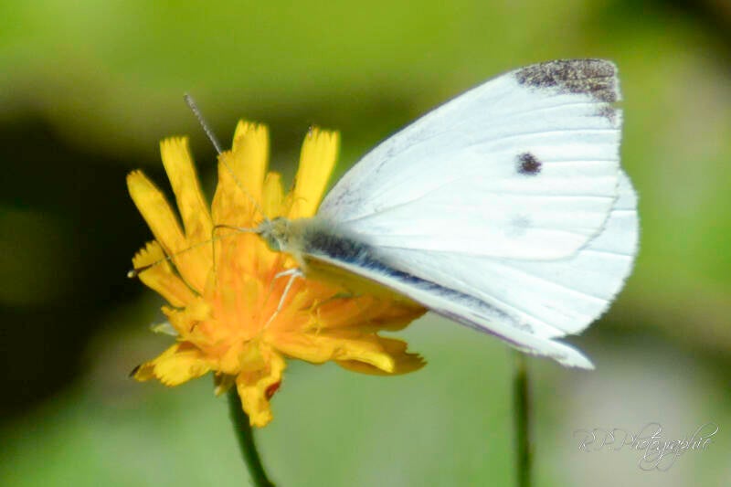 the ambassador of spring