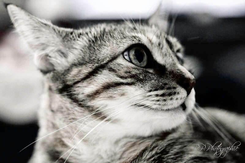 the cats