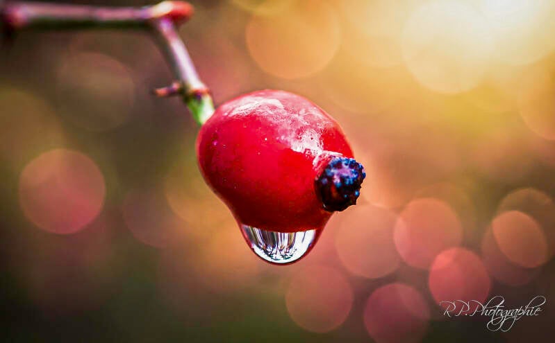 the weight of a drop