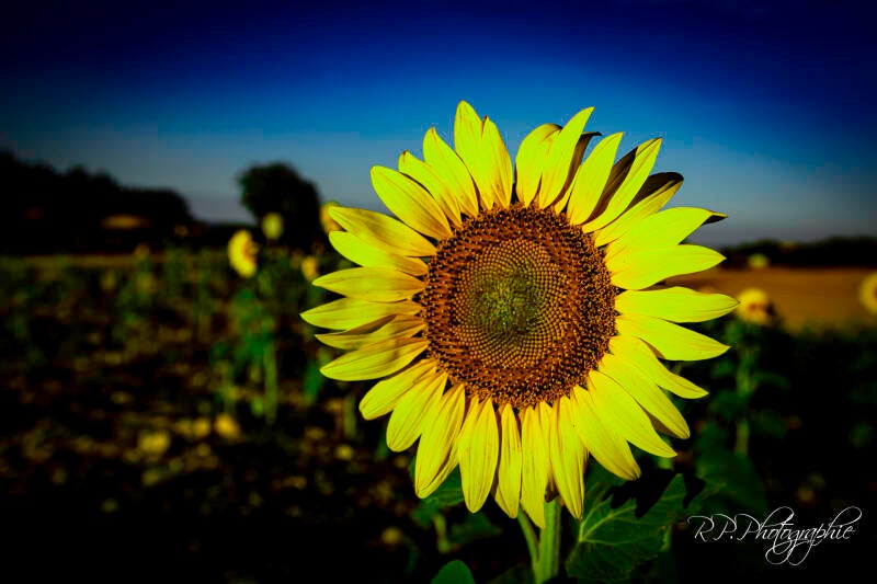 tournesol