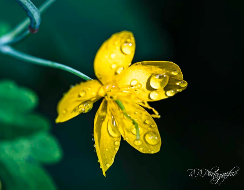 wild flower