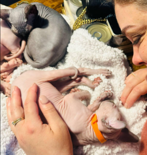 sphynx au centre du Québec