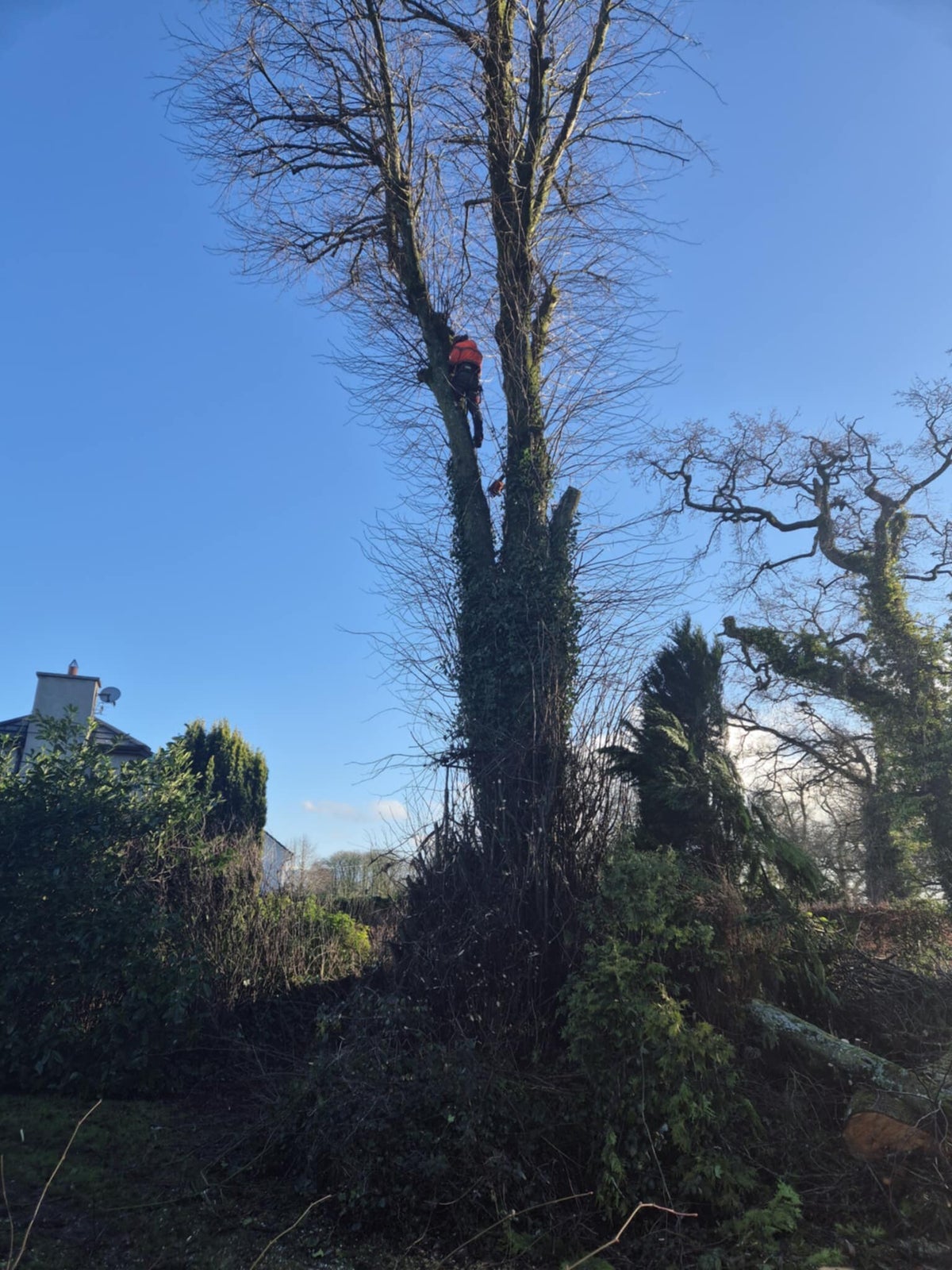 Greenline Tree And Gardening Service's