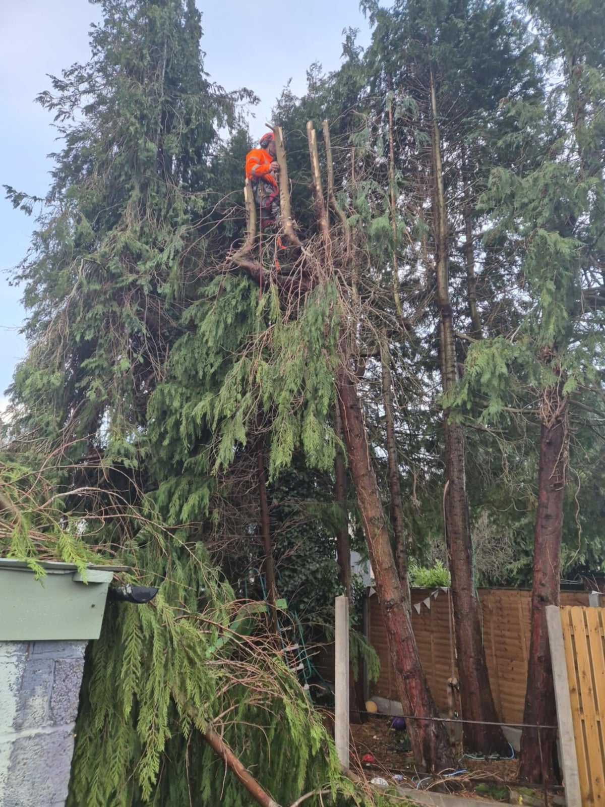 Greenline Tree And Gardening Service's