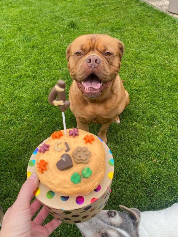 Hundetorte – das Highlight für den Hundegeburtstag