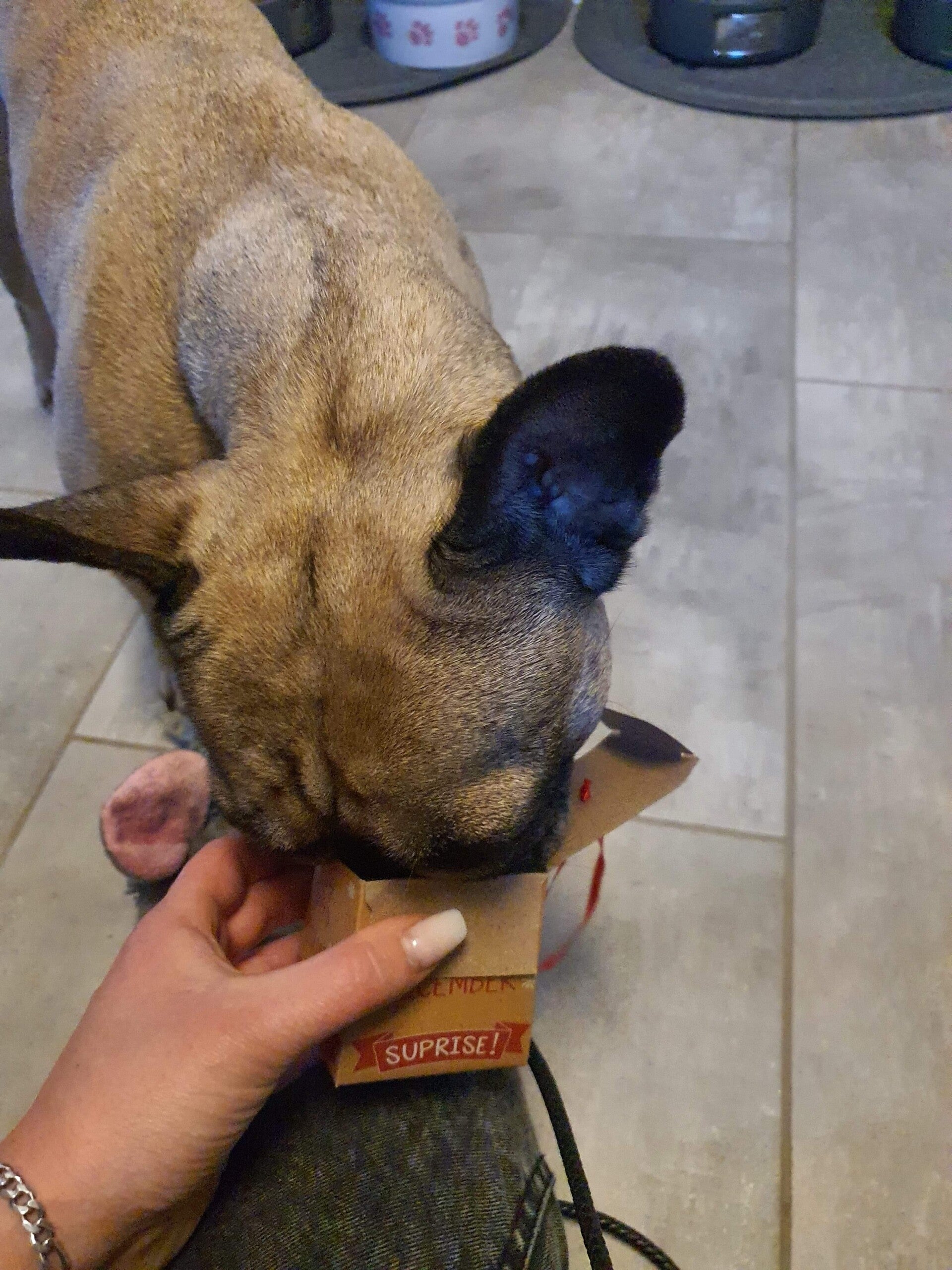 lucy-u-weihnachtskalender-standard.jpg