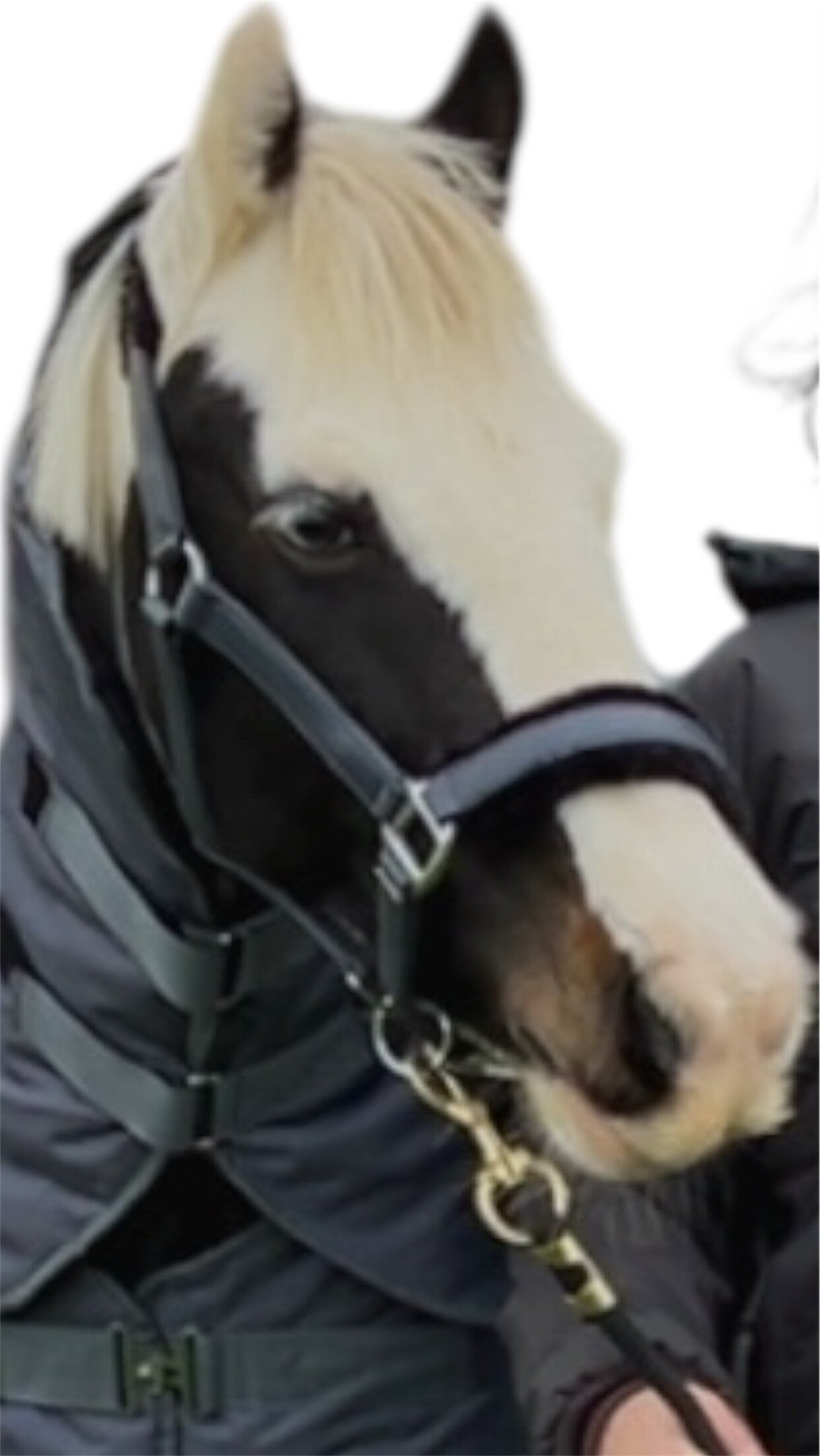 Faux leather headcollar