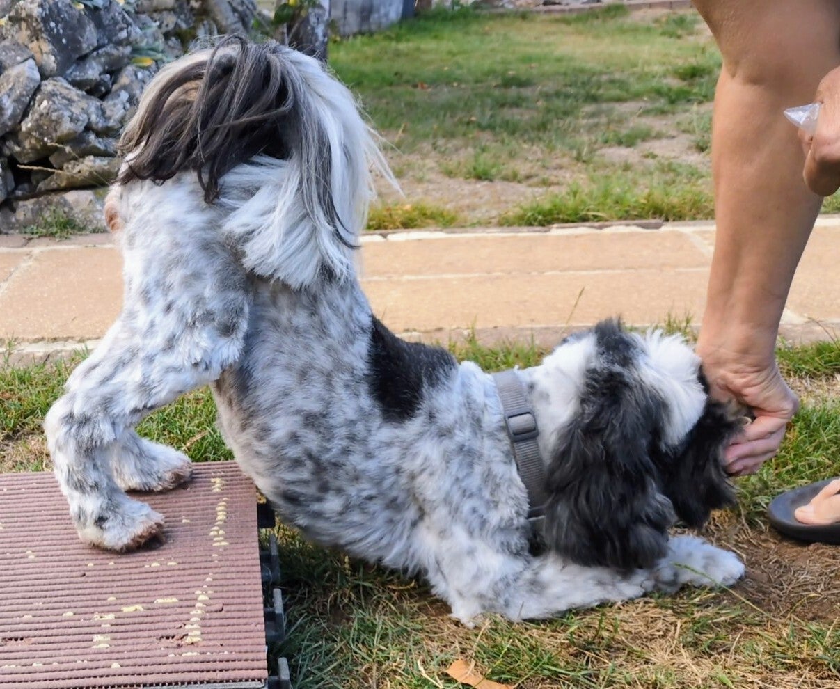Dora doing some of her exercises as part of caning conditioning class