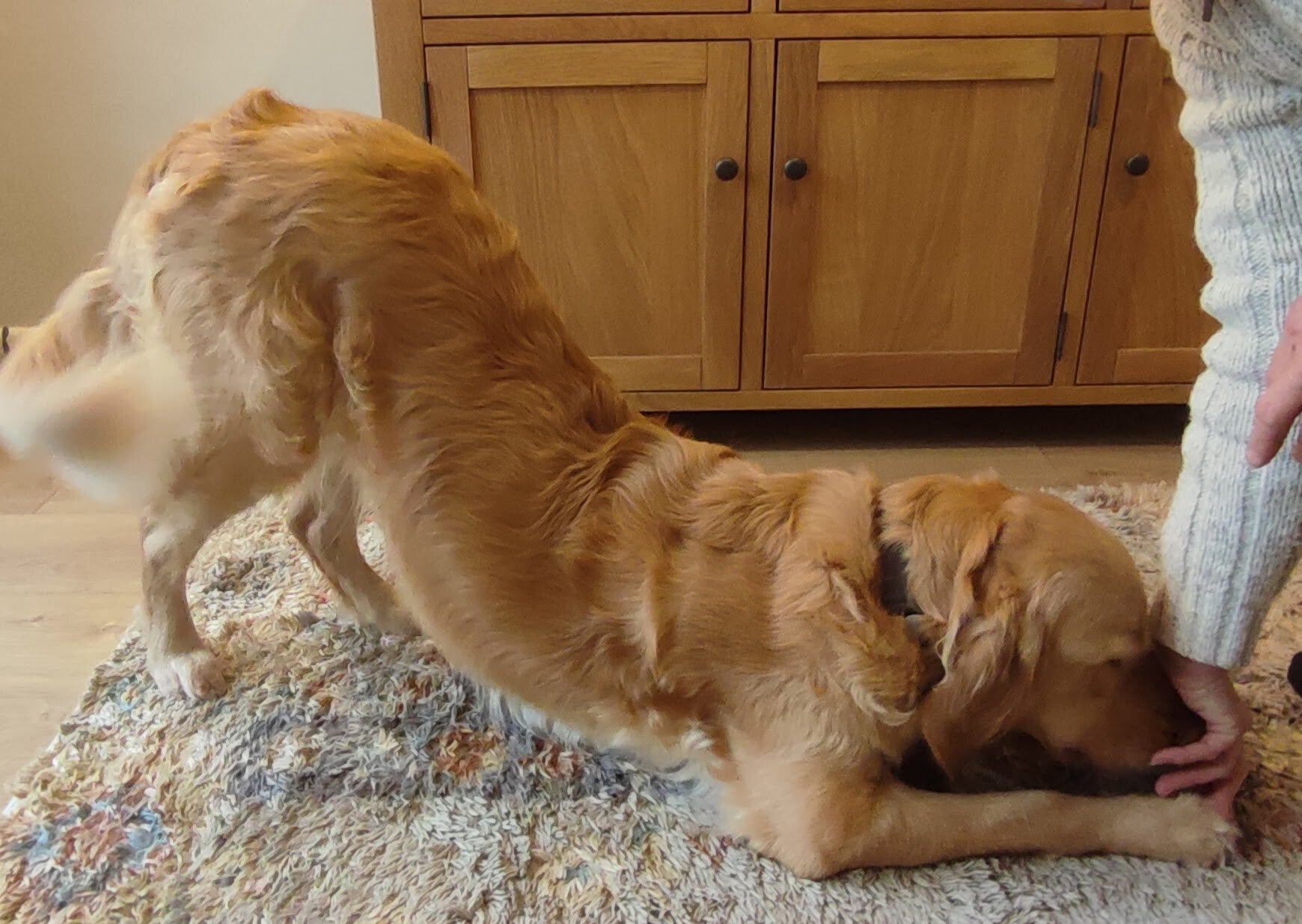 fanine fitness exercises