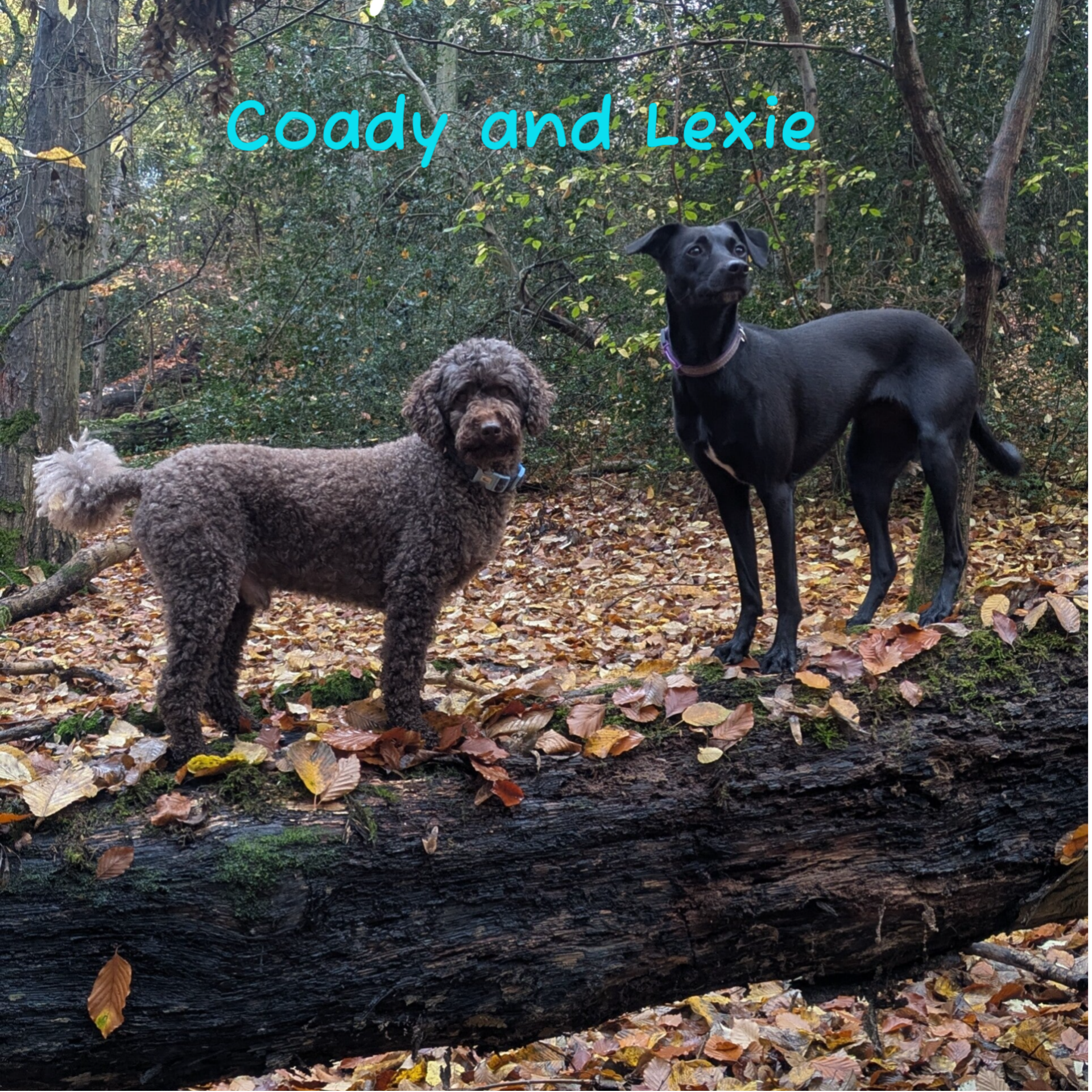 My dogs at Worlebury Woods