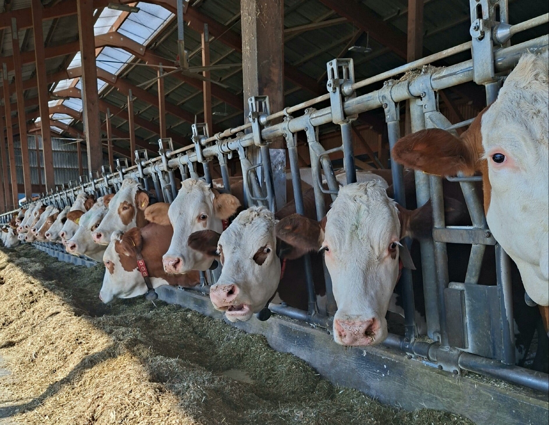 2 Esel mit einem Kind das den Esel am Kopf streichelt