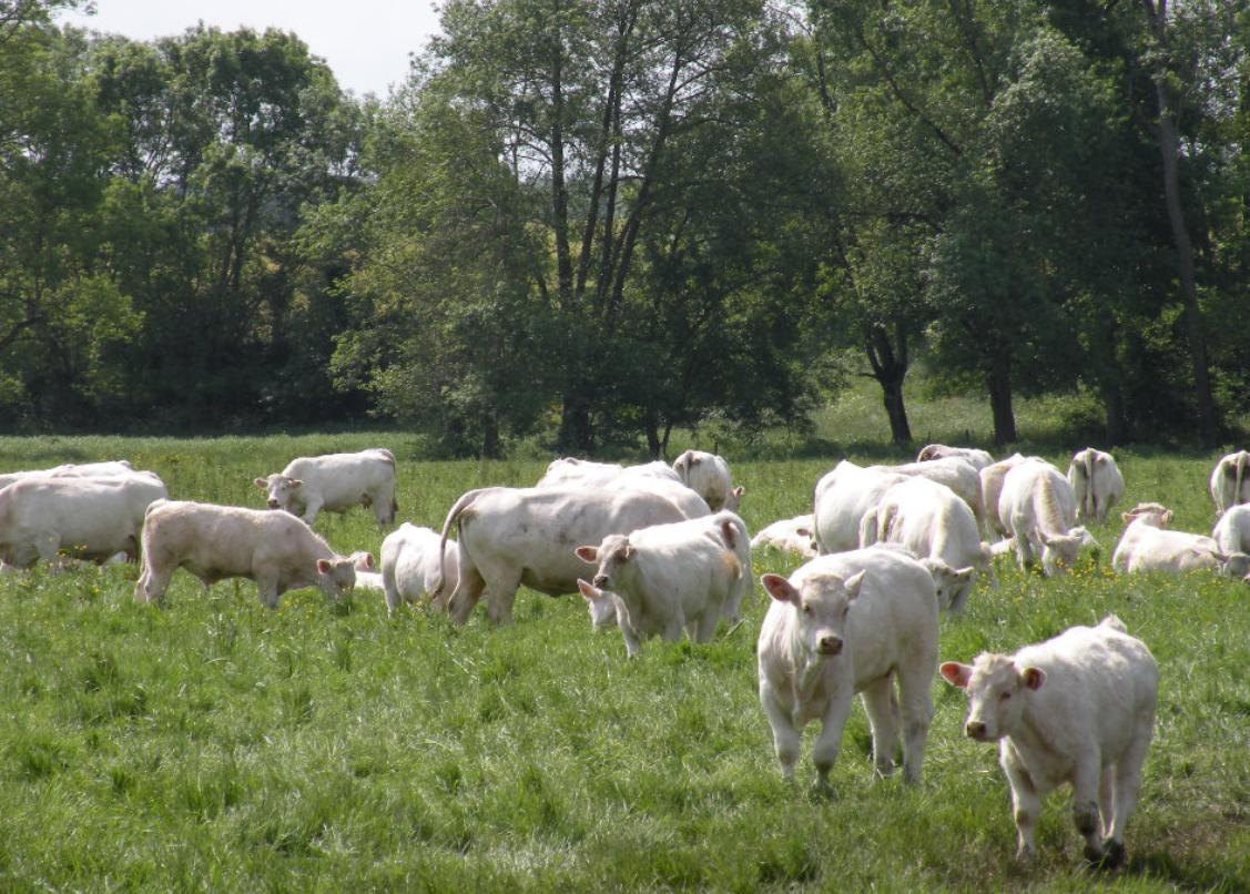 Stabulation bovine