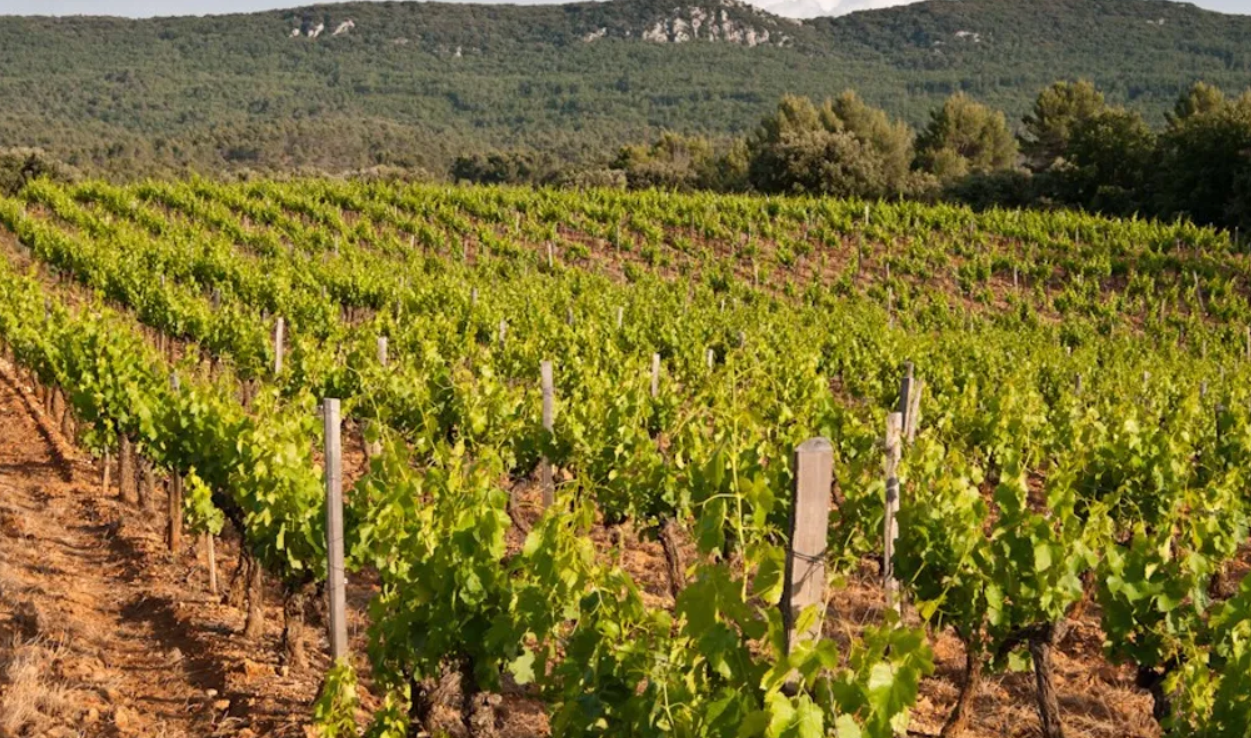 Vignes du Gard