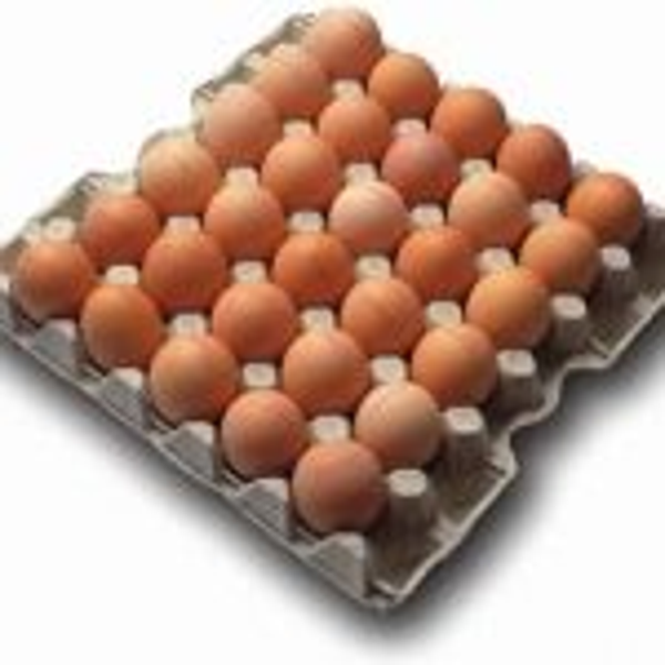 Klasse M scharrel seal eieren 30st