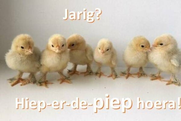 kuikens