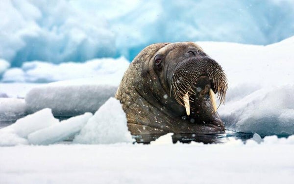 walrus