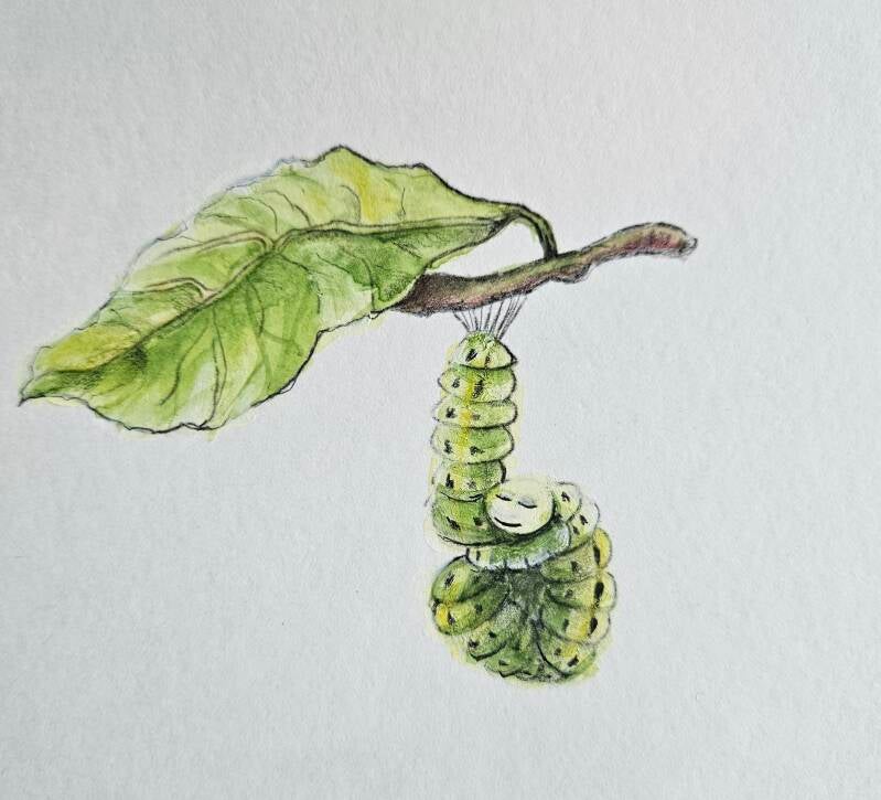 Rups aan tak - Ha rups, He vlinder!