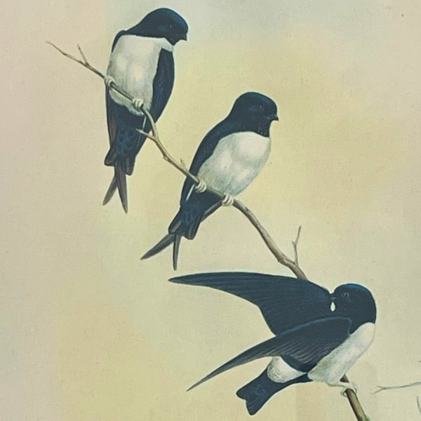 Les trois hirondelles - Ilustration ancienne