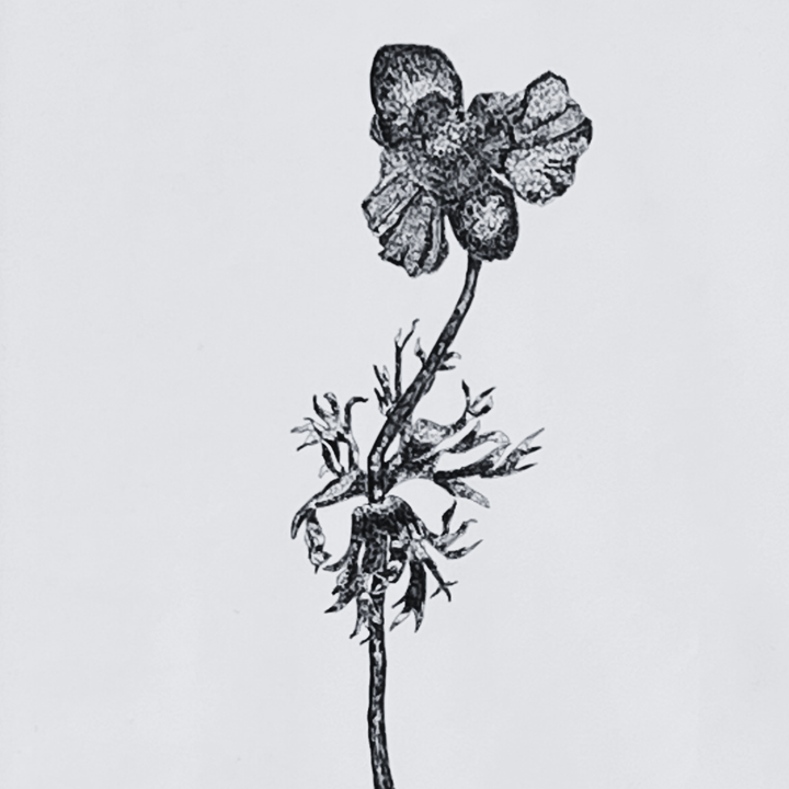 Dessin à l'encre de deux anémones