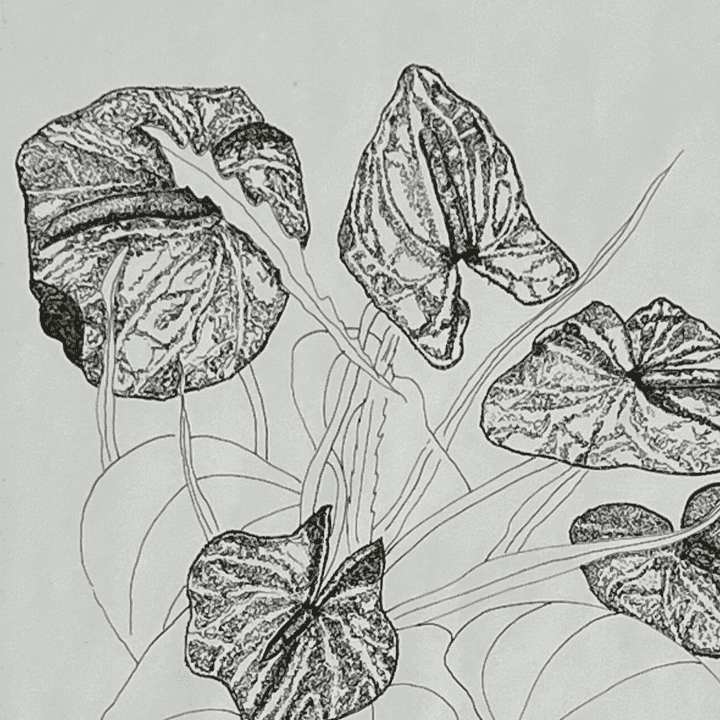 Dessin à l'encre Bouquet d'anthuriums